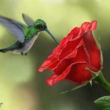 Схема вышивки «Роза»