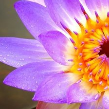 Схема вышивки «подушка»