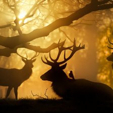 Схема вышивки «Олени»