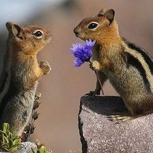 Схема вышивки «Пара»