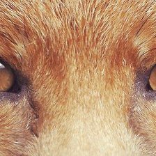 Схема вышивки «взгляд»