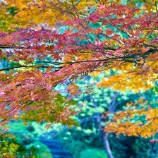 Схема вышивки «яркая осень»