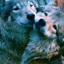 Схема вышивки «Волки»