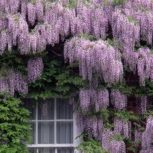 Схема вышивки «глициния»