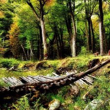 Схема вышивки «в лесу»