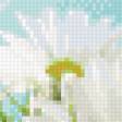 Предпросмотр схемы вышивки «Ромашковое поле» (№811991)