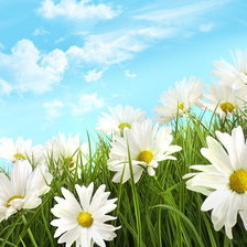 Схема вышивки «Ромашковое поле»