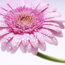 Схема вышивки «Гербер под росой»