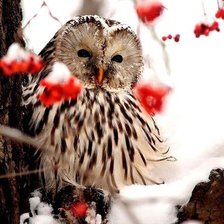 Схема вышивки «совушка»