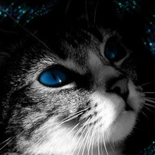 Схема вышивки «кошка»