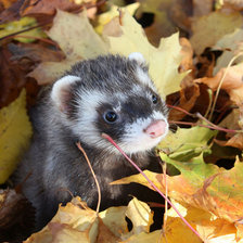 Схема вышивки «Хорек в осенних листьях»