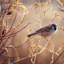 Схема вышивки «Воробушек»