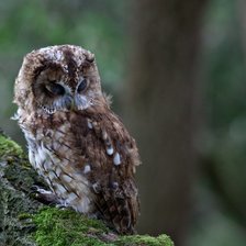 Схема вышивки «Лесная сова»