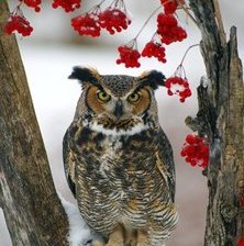 Схема вышивки «сова»