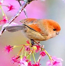 Схема вышивки «птичка»