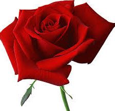 Схема вышивки «роза»