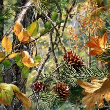 Схема вышивки «в сосновом лесу»
