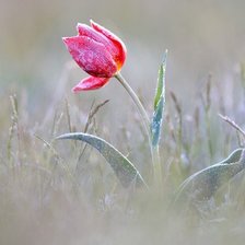 Схема вышивки «дикий тюльпан»