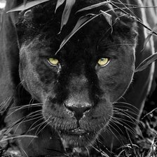 Схема вышивки «багира»