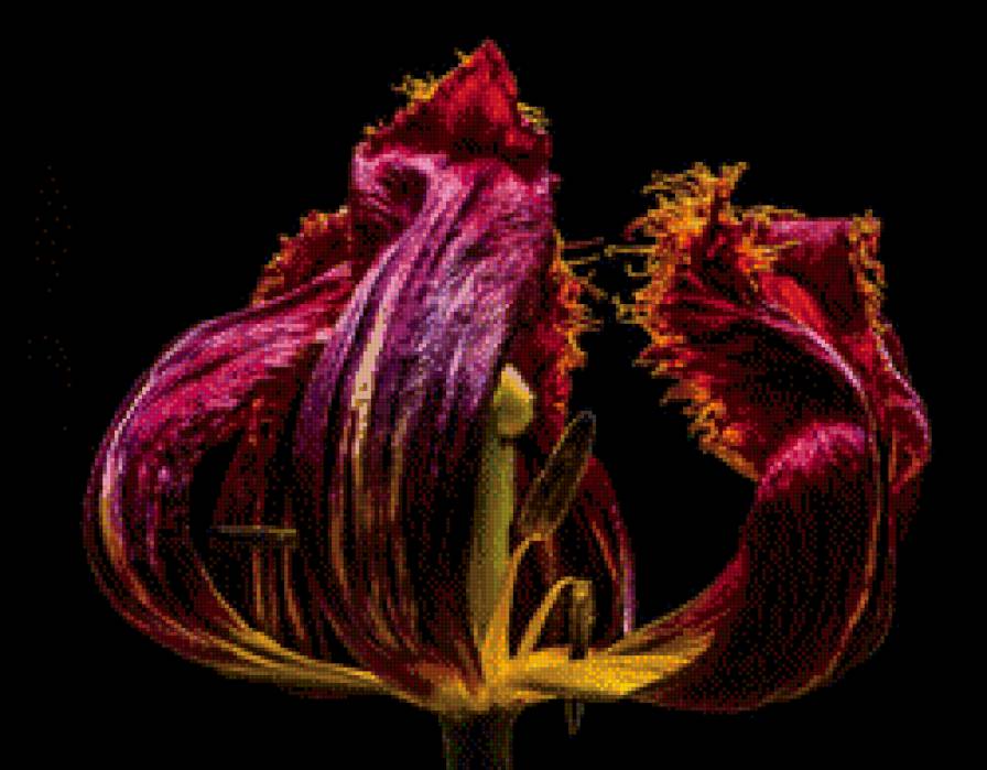 увядающий тюльпан - предпросмотр