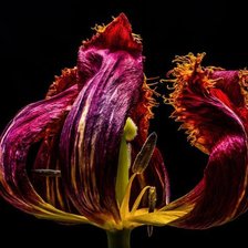 Схема вышивки «увядающий тюльпан»