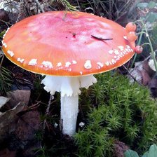 Схема вышивки «в лесу»