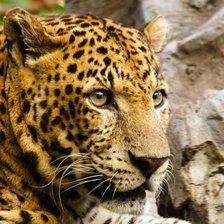 Схема вышивки «Животные»