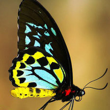 Схема вышивки «Бабочка»