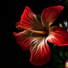 Схема вышивки «Цветок страсти»