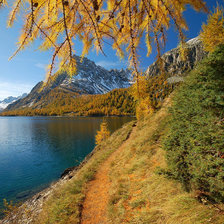 Схема вышивки «Лиственница»