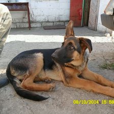 Схема вышивки «Пес»