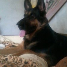 Схема вышивки «Овчарка»