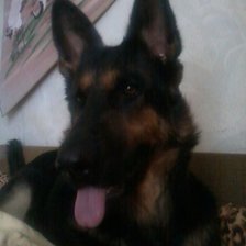 Схема вышивки «АЛЬМА»