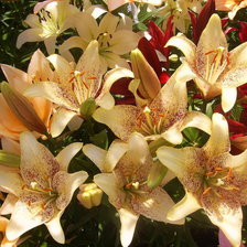 Схема вышивки «Лилии садовые.»