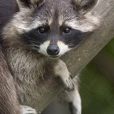 Схема вышивки «енотик»