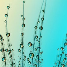 Схема вышивки «Роса»