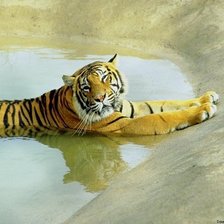 Схема вышивки «Тигр»