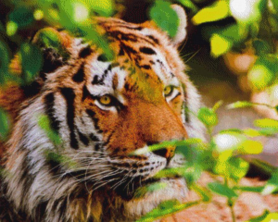 Тигр в летней зелени - природа, тигр, красота, зелень, лето - предпросмотр
