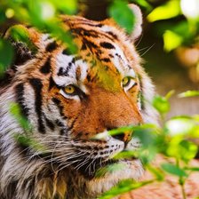 Схема вышивки «Тигр в летней зелени»