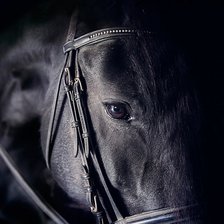 Схема вышивки «Лошадь»