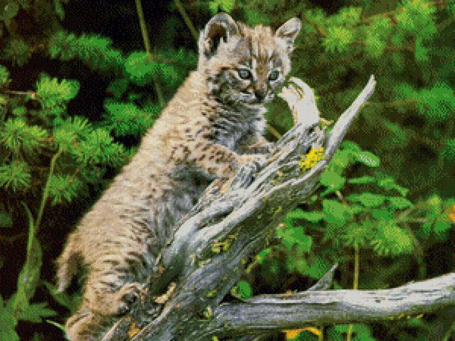 настоящий рысь - предпросмотр