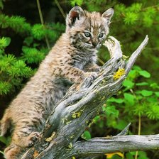 настоящий рысь