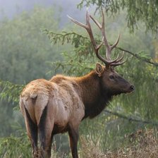 Схема вышивки «Олень»