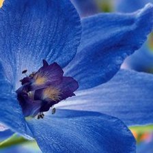 Схема вышивки «орхидея»