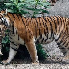 Схема вышивки «тигр»