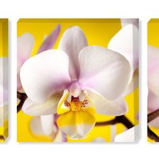 Схема вышивки «орхидеи»