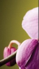 Схема вышивки «орхидея 1»