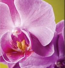 Схема вышивки «орхидея 3»