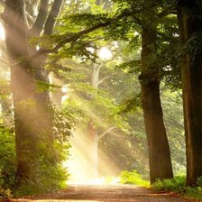 Схема вышивки «Сонячні промені в лісі»