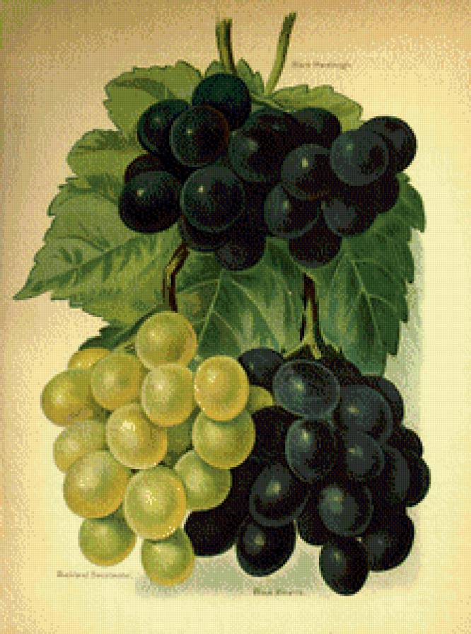 сочный виноград - натюрморт, еда, виноград, кухня, фрукты - предпросмотр